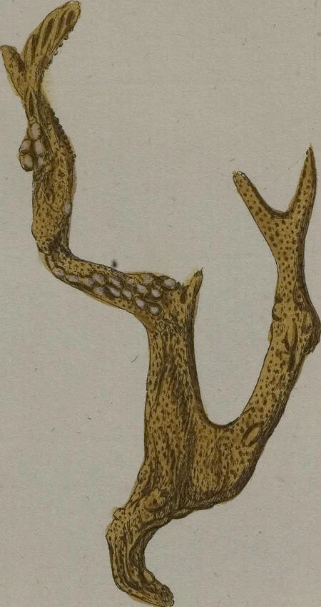 An illustration from (Band 2): Mit hundert und sechs illuminirten Kupfertafeln, 1794, leaf 380
