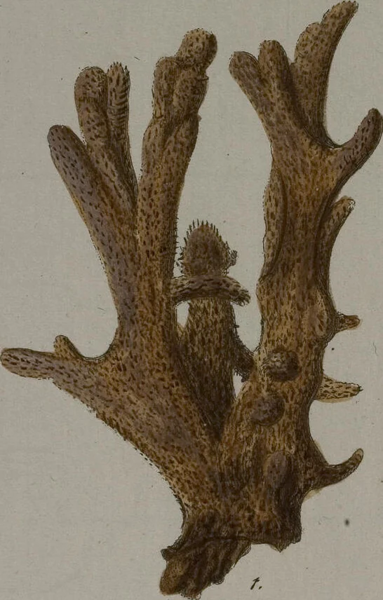 An illustration from (Band 2): Mit hundert und sechs illuminirten Kupfertafeln, 1794, leaf 381