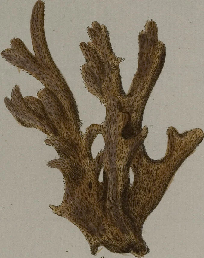 An illustration from (Band 2): Mit hundert und sechs illuminirten Kupfertafeln, 1794, leaf 381