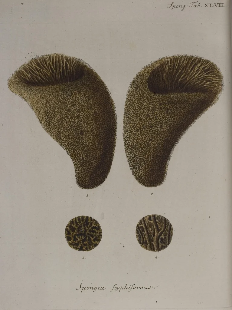 An illustration from (Band 2): Mit hundert und sechs illuminirten Kupfertafeln, 1794, leaf 384