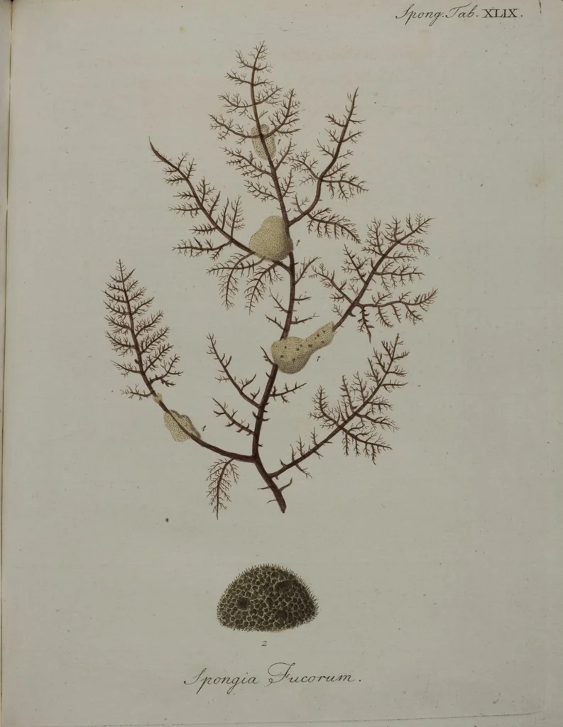 An illustration from (Band 2): Mit hundert und sechs illuminirten Kupfertafeln, 1794, leaf 387