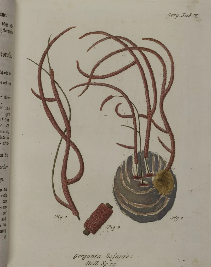 An illustration from (Band 2): Mit hundert und sechs illuminirten Kupfertafeln, 1794, leaf 57
