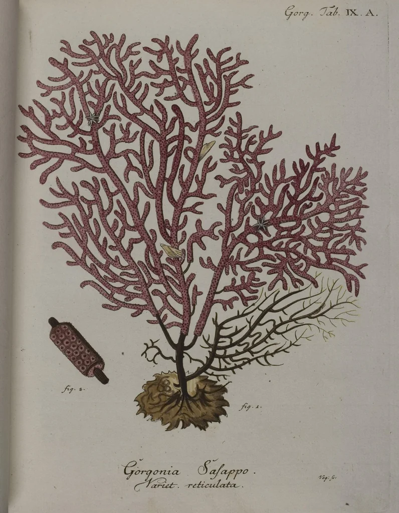An illustration from (Band 2): Mit hundert und sechs illuminirten Kupfertafeln, 1794, leaf 58