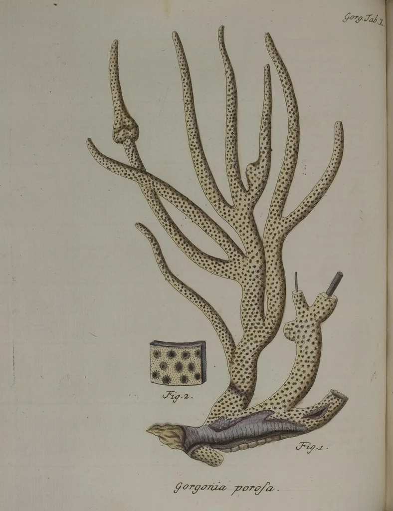 An illustration from (Band 2): Mit hundert und sechs illuminirten Kupfertafeln, 1794, leaf 61