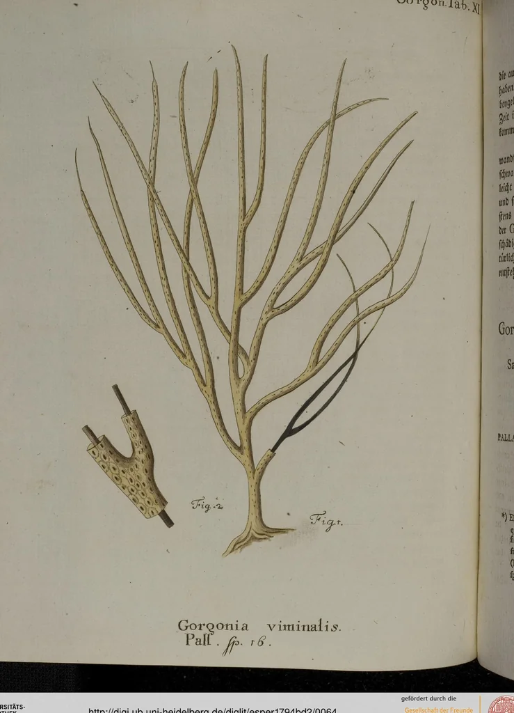 An illustration from (Band 2): Mit hundert und sechs illuminirten Kupfertafeln, 1794, leaf 64