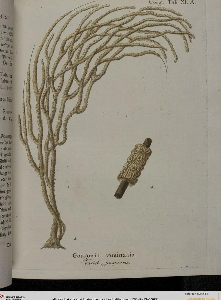 An illustration from (Band 2): Mit hundert und sechs illuminirten Kupfertafeln, 1794, leaf 67