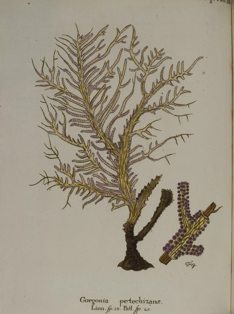 An illustration from (Band 2): Mit hundert und sechs illuminirten Kupfertafeln, 1794, leaf 71
