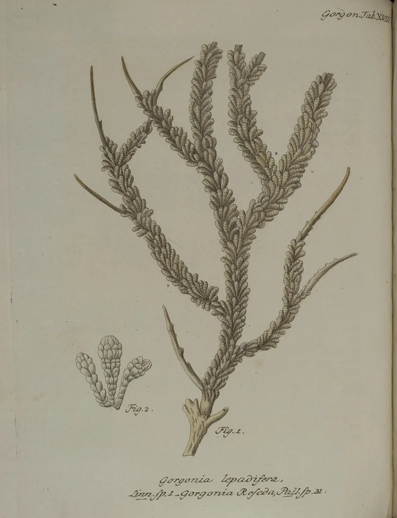 An illustration from (Band 2): Mit hundert und sechs illuminirten Kupfertafeln, 1794, leaf 92