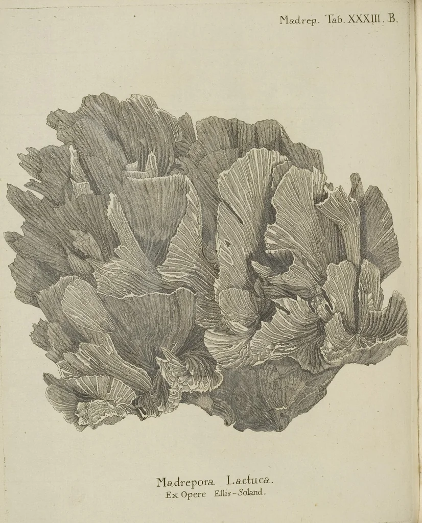 An illustration from (Fortsetzung Band 1): Fortsetzungen der Pflanzenthiere: Mit hundert und sechs illuminirten Kupfertafeln, 1797, leaf 10