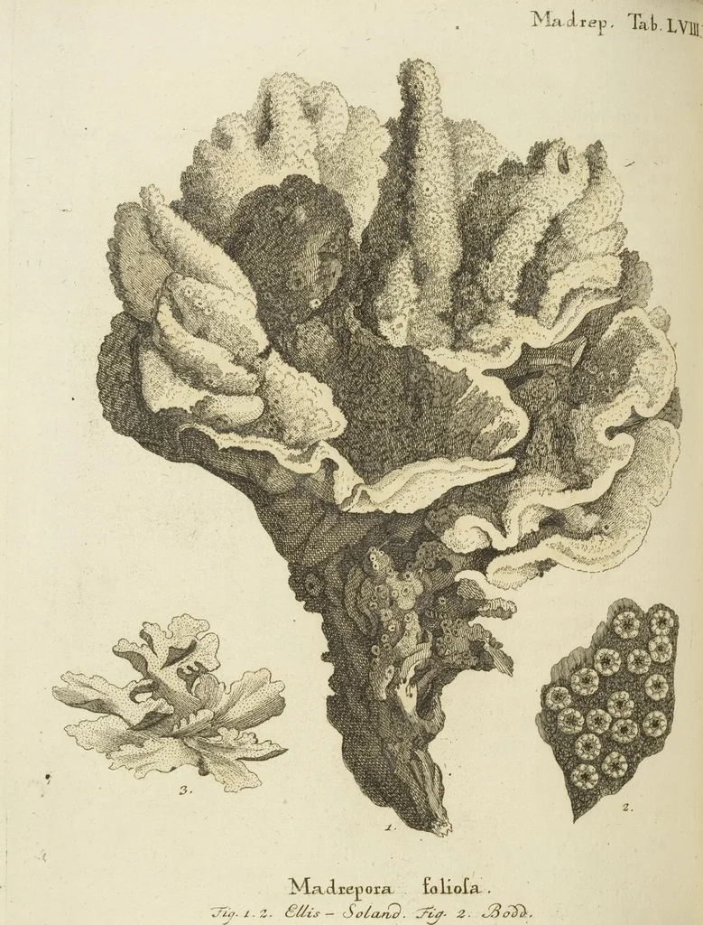An illustration from (Fortsetzung Band 1): Fortsetzungen der Pflanzenthiere: Mit hundert und sechs illuminirten Kupfertafeln, 1797, leaf 101