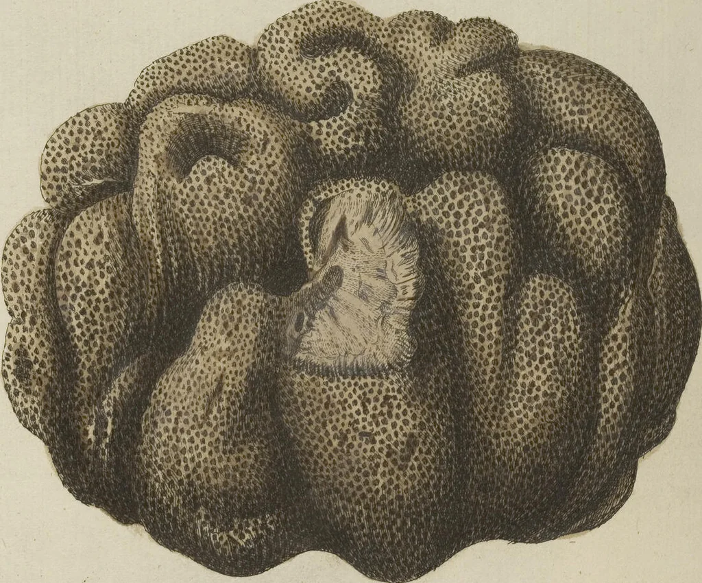 An illustration from (Fortsetzung Band 1): Fortsetzungen der Pflanzenthiere: Mit hundert und sechs illuminirten Kupfertafeln, 1797, leaf 107