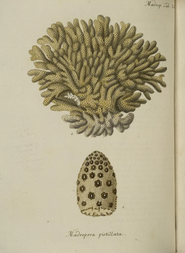 An illustration from (Fortsetzung Band 1): Fortsetzungen der Pflanzenthiere: Mit hundert und sechs illuminirten Kupfertafeln, 1797, leaf 110