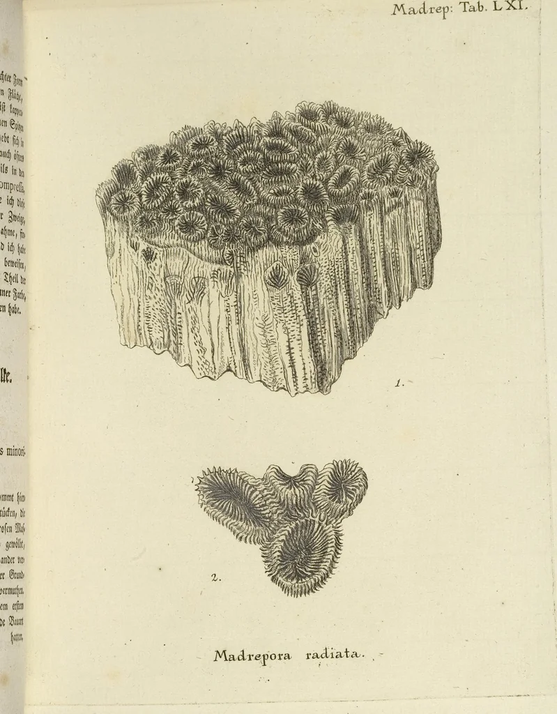 An illustration from (Fortsetzung Band 1): Fortsetzungen der Pflanzenthiere: Mit hundert und sechs illuminirten Kupfertafeln, 1797, leaf 113