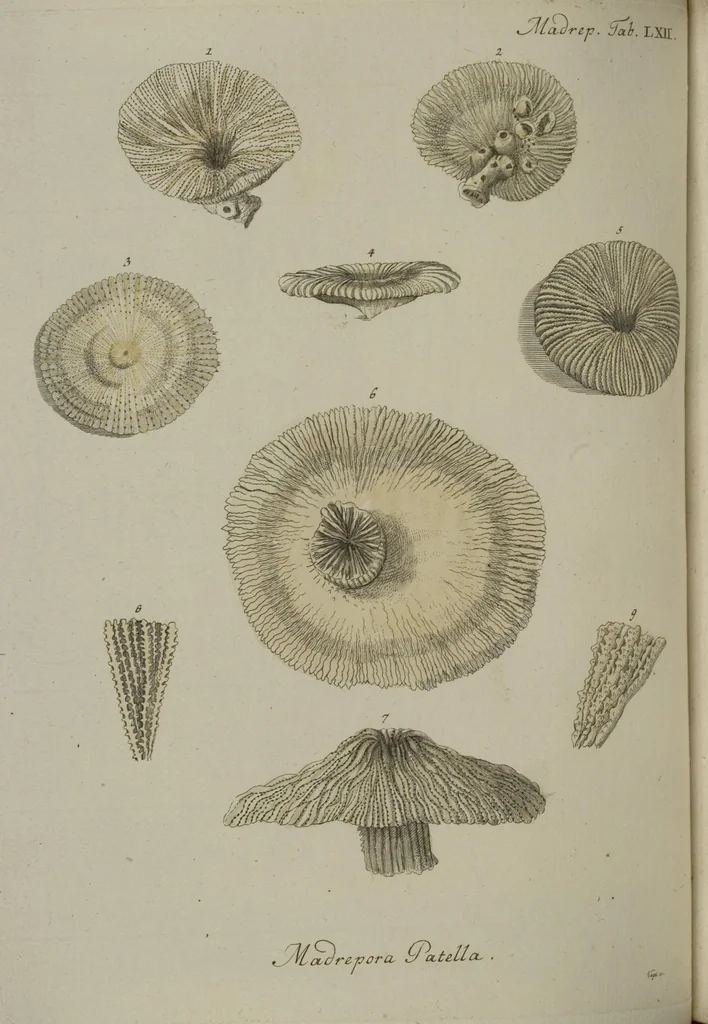 An illustration from (Fortsetzung Band 1): Fortsetzungen der Pflanzenthiere: Mit hundert und sechs illuminirten Kupfertafeln, 1797, leaf 114