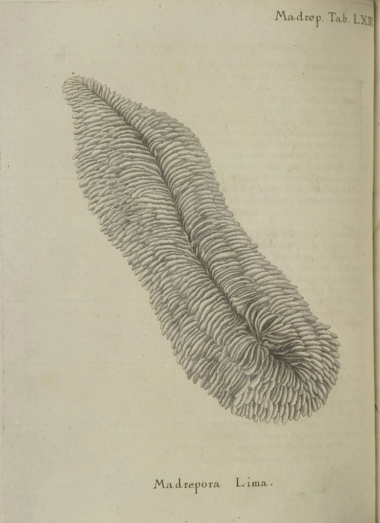 An illustration from (Fortsetzung Band 1): Fortsetzungen der Pflanzenthiere: Mit hundert und sechs illuminirten Kupfertafeln, 1797, leaf 117