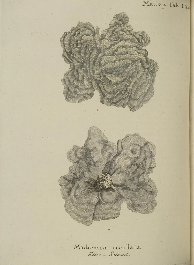 An illustration from (Fortsetzung Band 1): Fortsetzungen der Pflanzenthiere: Mit hundert und sechs illuminirten Kupfertafeln, 1797, leaf 127
