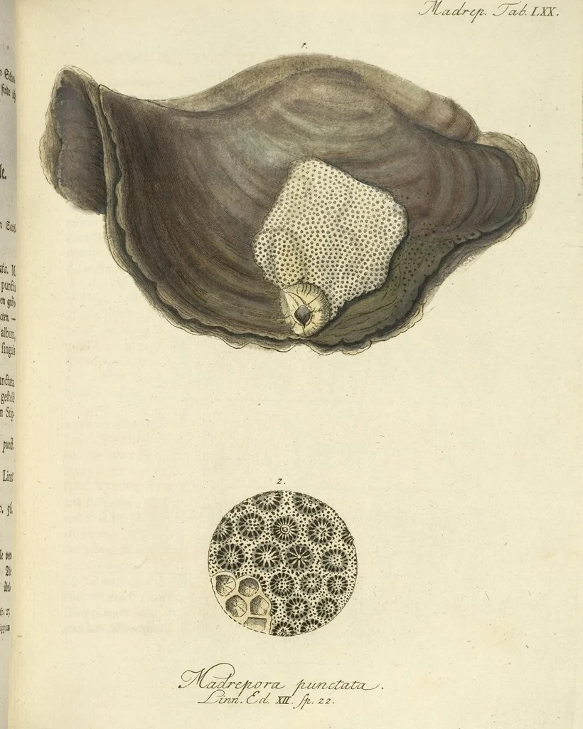 An illustration from (Fortsetzung Band 1): Fortsetzungen der Pflanzenthiere: Mit hundert und sechs illuminirten Kupfertafeln, 1797, leaf 134