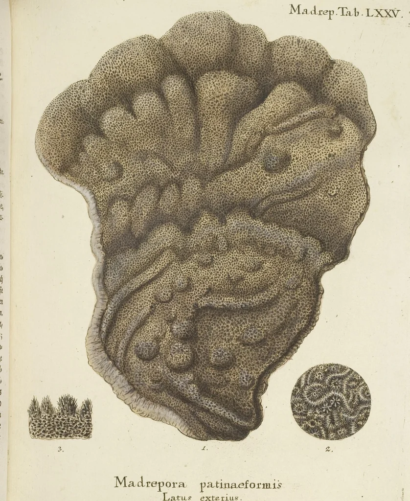An illustration from (Fortsetzung Band 1): Fortsetzungen der Pflanzenthiere: Mit hundert und sechs illuminirten Kupfertafeln, 1797, leaf 147