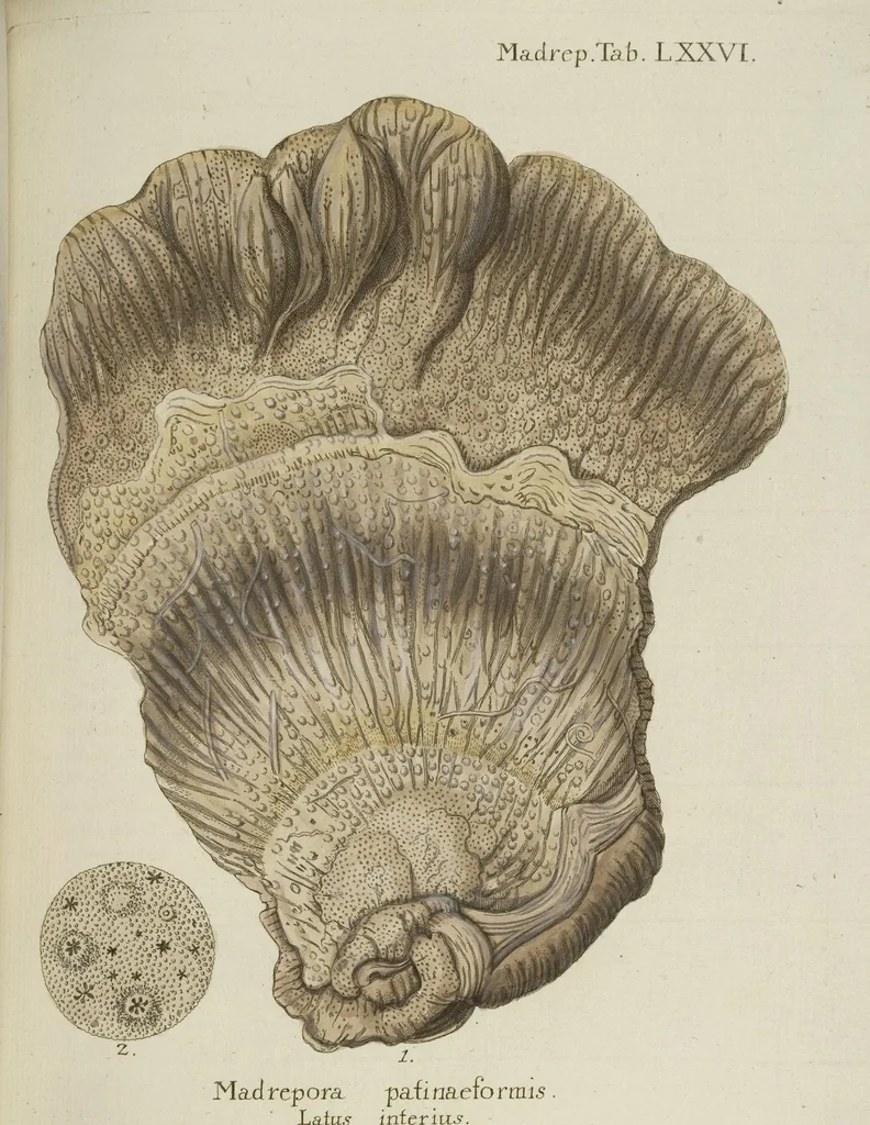 An illustration from (Fortsetzung Band 1): Fortsetzungen der Pflanzenthiere: Mit hundert und sechs illuminirten Kupfertafeln, 1797, leaf 148