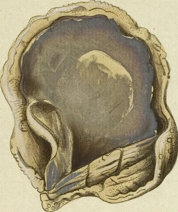 An illustration from (Fortsetzung Band 1): Fortsetzungen der Pflanzenthiere: Mit hundert und sechs illuminirten Kupfertafeln, 1797, leaf 15