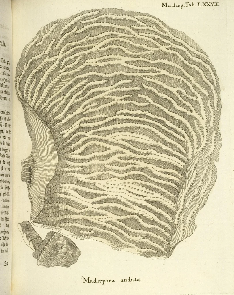An illustration from (Fortsetzung Band 1): Fortsetzungen der Pflanzenthiere: Mit hundert und sechs illuminirten Kupfertafeln, 1797, leaf 154