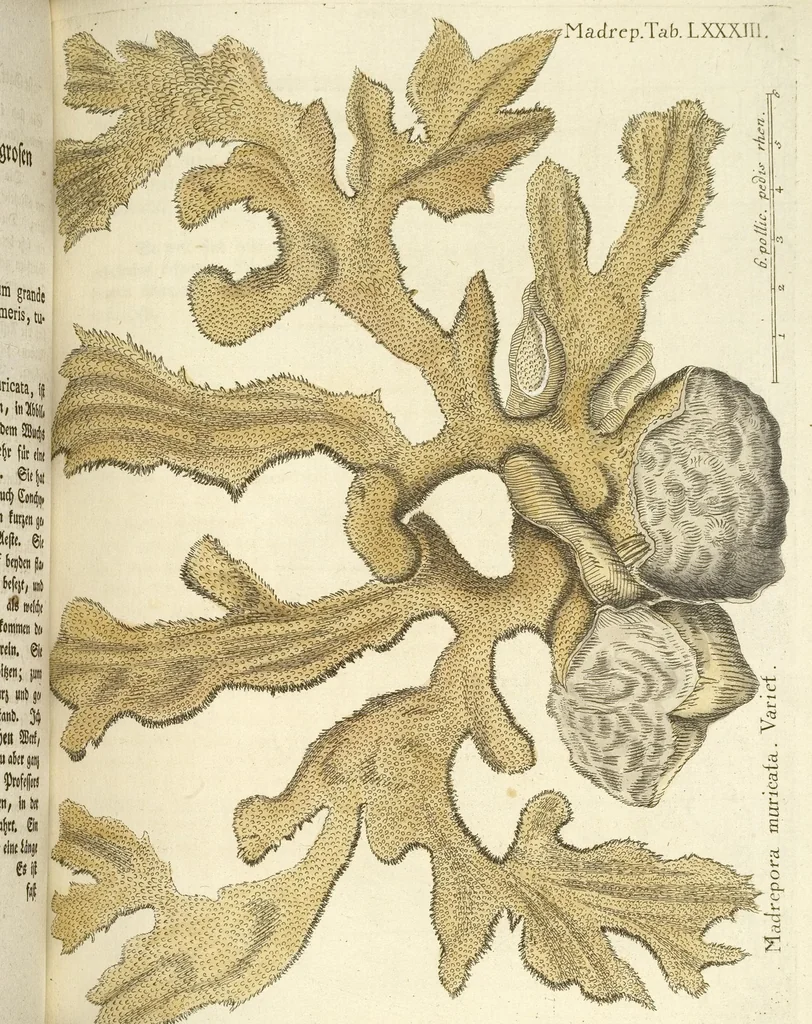 An illustration from (Fortsetzung Band 1): Fortsetzungen der Pflanzenthiere: Mit hundert und sechs illuminirten Kupfertafeln, 1797, leaf 165