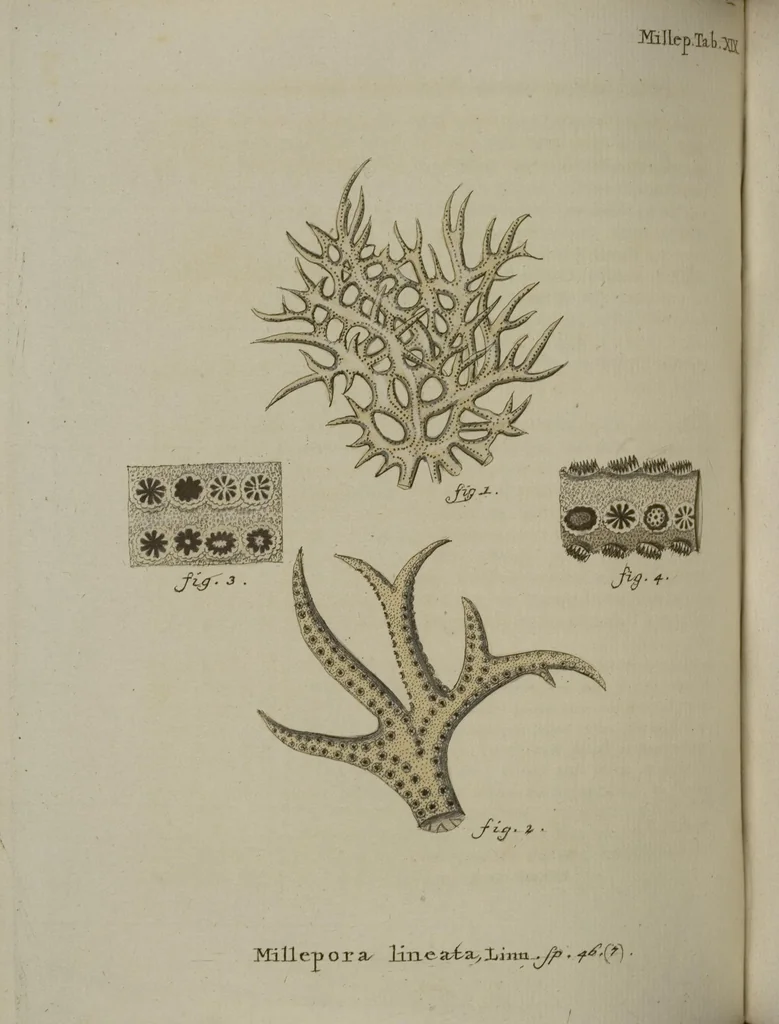 An illustration from (Fortsetzung Band 1): Fortsetzungen der Pflanzenthiere: Mit hundert und sechs illuminirten Kupfertafeln, 1797, leaf 171