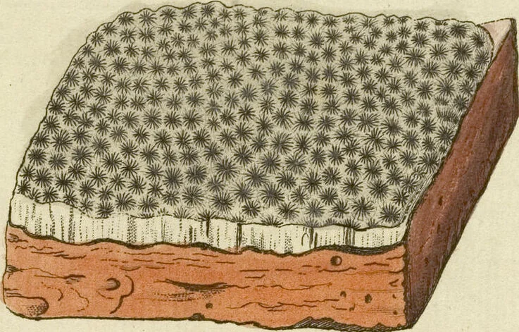An illustration from (Fortsetzung Band 1): Fortsetzungen der Pflanzenthiere: Mit hundert und sechs illuminirten Kupfertafeln, 1797, leaf 18