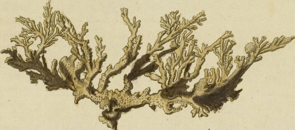 An illustration from (Fortsetzung Band 1): Fortsetzungen der Pflanzenthiere: Mit hundert und sechs illuminirten Kupfertafeln, 1797, leaf 181