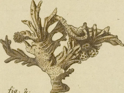 An illustration from (Fortsetzung Band 1): Fortsetzungen der Pflanzenthiere: Mit hundert und sechs illuminirten Kupfertafeln, 1797, leaf 181