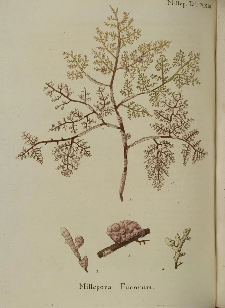 An illustration from (Fortsetzung Band 1): Fortsetzungen der Pflanzenthiere: Mit hundert und sechs illuminirten Kupfertafeln, 1797, leaf 187