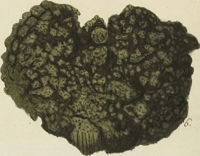 An illustration from (Fortsetzung Band 1): Fortsetzungen der Pflanzenthiere: Mit hundert und sechs illuminirten Kupfertafeln, 1797, leaf 190