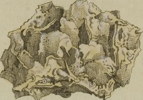 An illustration from (Fortsetzung Band 1): Fortsetzungen der Pflanzenthiere: Mit hundert und sechs illuminirten Kupfertafeln, 1797, leaf 205