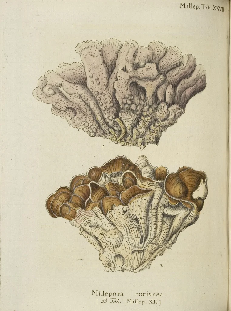 An illustration from (Fortsetzung Band 1): Fortsetzungen der Pflanzenthiere: Mit hundert und sechs illuminirten Kupfertafeln, 1797, leaf 209