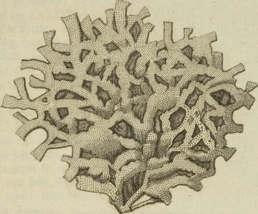 An illustration from (Fortsetzung Band 1): Fortsetzungen der Pflanzenthiere: Mit hundert und sechs illuminirten Kupfertafeln, 1797, leaf 219