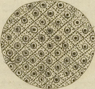 An illustration from (Fortsetzung Band 1): Fortsetzungen der Pflanzenthiere: Mit hundert und sechs illuminirten Kupfertafeln, 1797, leaf 219
