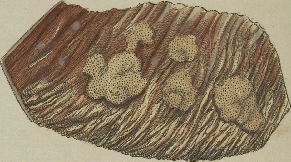An illustration from (Fortsetzung Band 1): Fortsetzungen der Pflanzenthiere: Mit hundert und sechs illuminirten Kupfertafeln, 1797, leaf 222