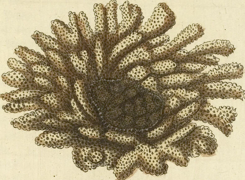 An illustration from (Fortsetzung Band 1): Fortsetzungen der Pflanzenthiere: Mit hundert und sechs illuminirten Kupfertafeln, 1797, leaf 226