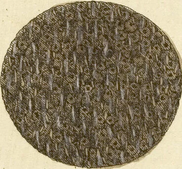 An illustration from (Fortsetzung Band 1): Fortsetzungen der Pflanzenthiere: Mit hundert und sechs illuminirten Kupfertafeln, 1797, leaf 226