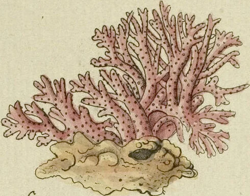An illustration from (Fortsetzung Band 1): Fortsetzungen der Pflanzenthiere: Mit hundert und sechs illuminirten Kupfertafeln, 1797, leaf 23