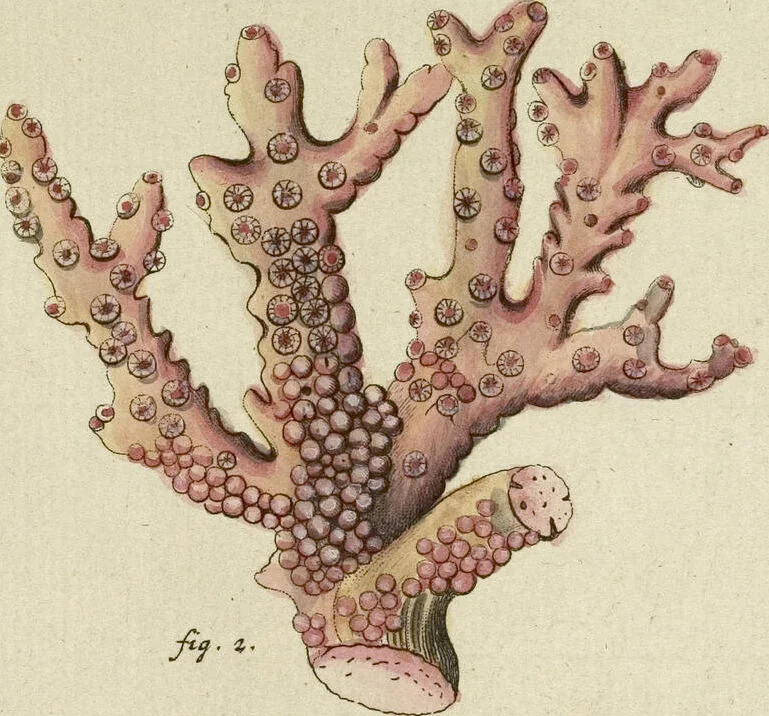An illustration from (Fortsetzung Band 1): Fortsetzungen der Pflanzenthiere: Mit hundert und sechs illuminirten Kupfertafeln, 1797, leaf 23