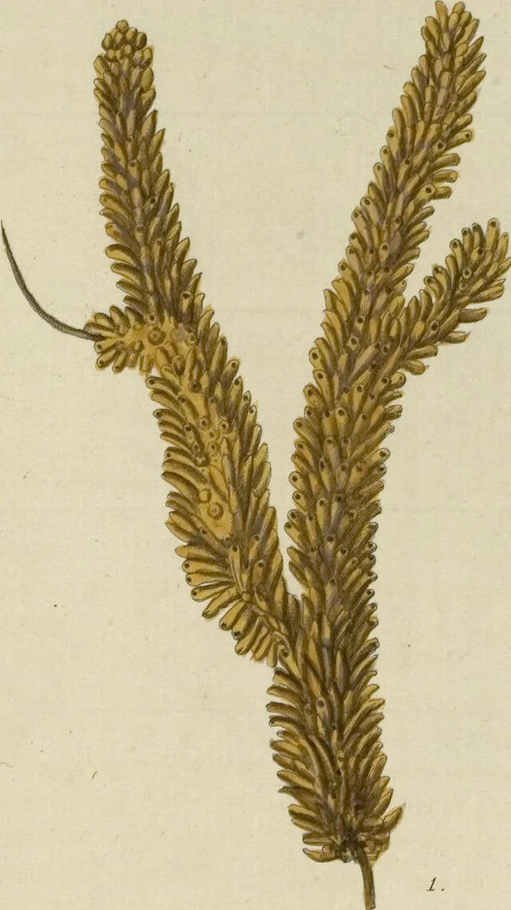 An illustration from (Fortsetzung Band 1): Fortsetzungen der Pflanzenthiere: Mit hundert und sechs illuminirten Kupfertafeln, 1797, leaf 230