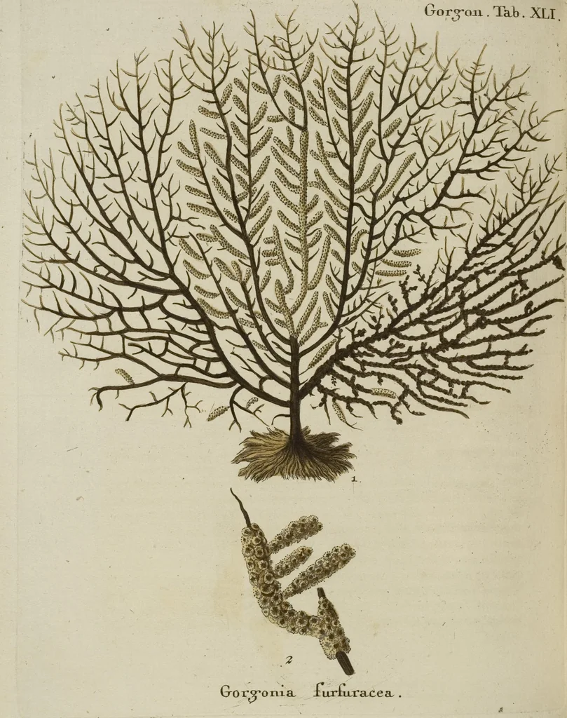 An illustration from (Fortsetzung Band 1): Fortsetzungen der Pflanzenthiere: Mit hundert und sechs illuminirten Kupfertafeln, 1797, leaf 233