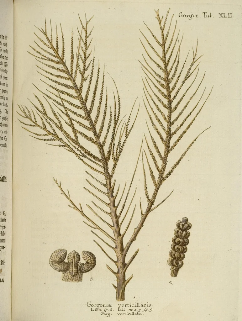 An illustration from (Fortsetzung Band 1): Fortsetzungen der Pflanzenthiere: Mit hundert und sechs illuminirten Kupfertafeln, 1797, leaf 236
