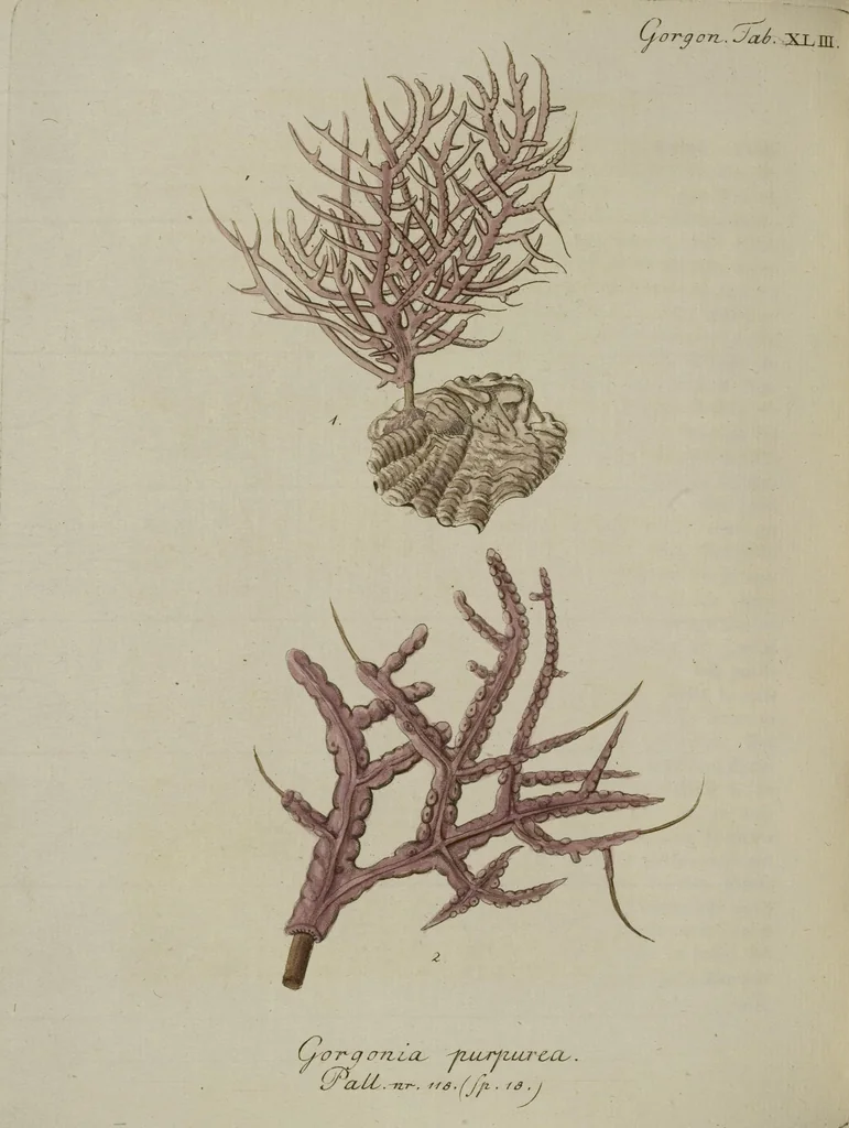 An illustration from (Fortsetzung Band 1): Fortsetzungen der Pflanzenthiere: Mit hundert und sechs illuminirten Kupfertafeln, 1797, leaf 239