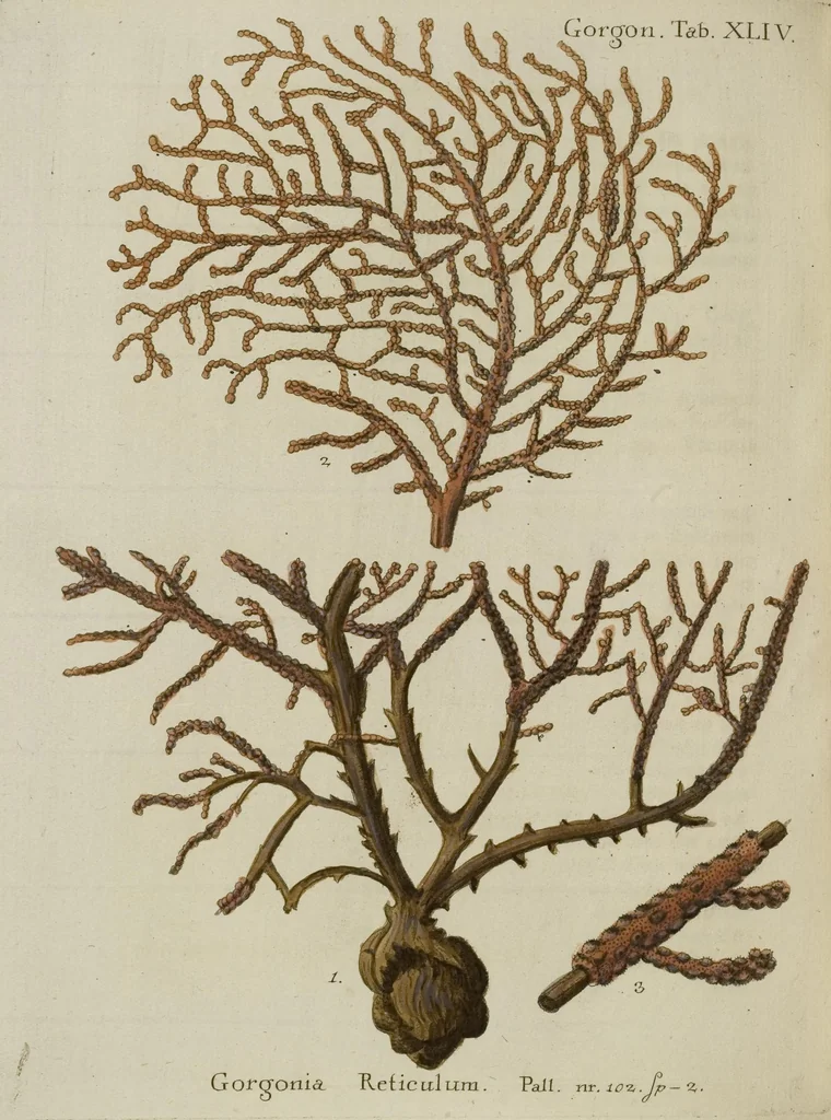 An illustration from (Fortsetzung Band 1): Fortsetzungen der Pflanzenthiere: Mit hundert und sechs illuminirten Kupfertafeln, 1797, leaf 242