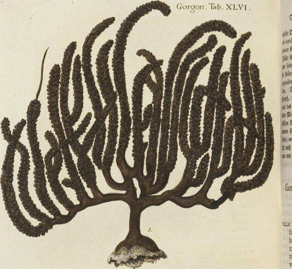 An illustration from (Fortsetzung Band 1): Fortsetzungen der Pflanzenthiere: Mit hundert und sechs illuminirten Kupfertafeln, 1797, leaf 245