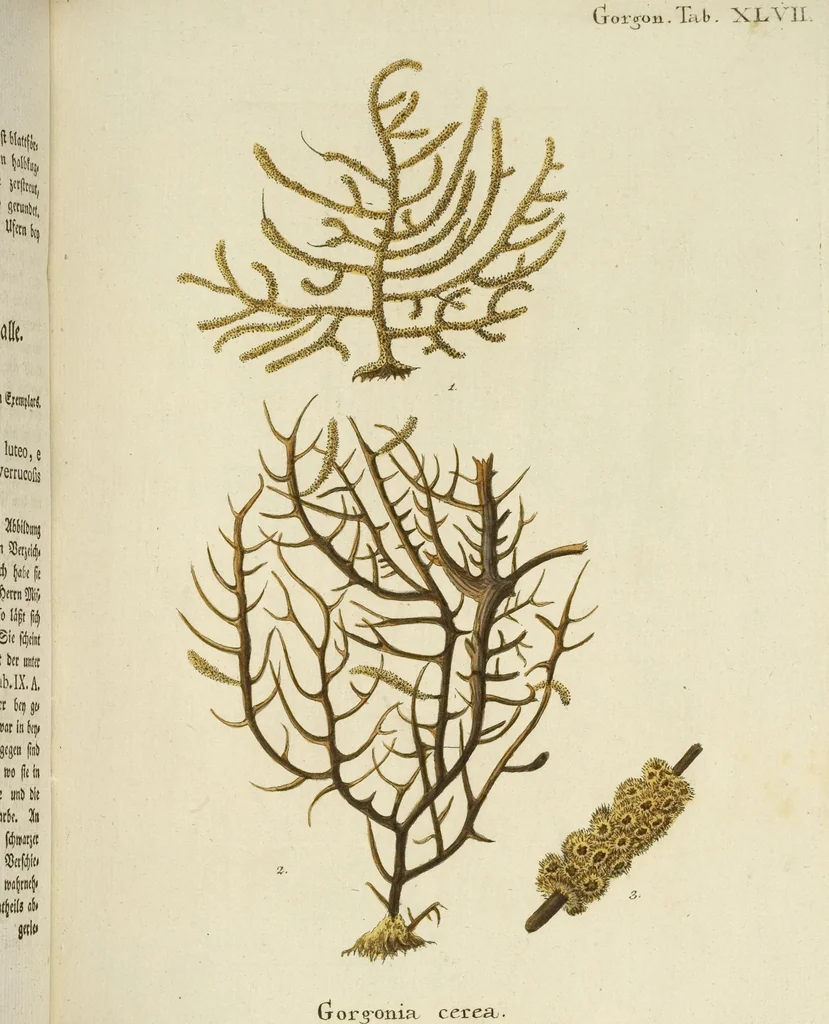 An illustration from (Fortsetzung Band 1): Fortsetzungen der Pflanzenthiere: Mit hundert und sechs illuminirten Kupfertafeln, 1797, leaf 251
