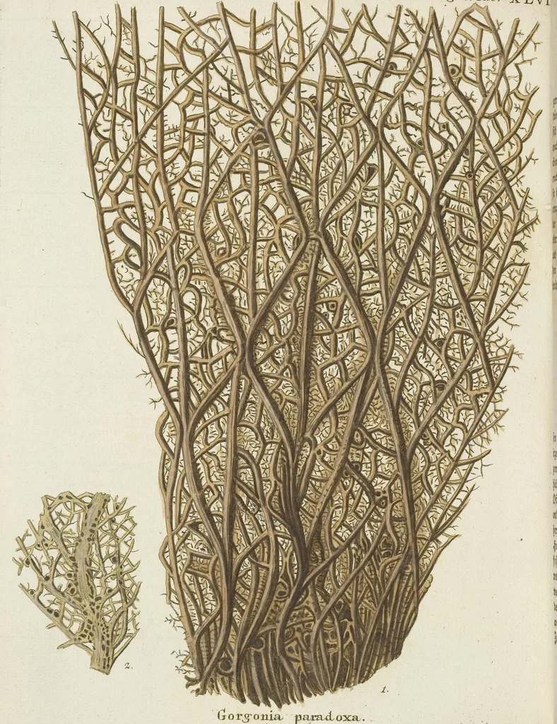 An illustration from (Fortsetzung Band 1): Fortsetzungen der Pflanzenthiere: Mit hundert und sechs illuminirten Kupfertafeln, 1797, leaf 252