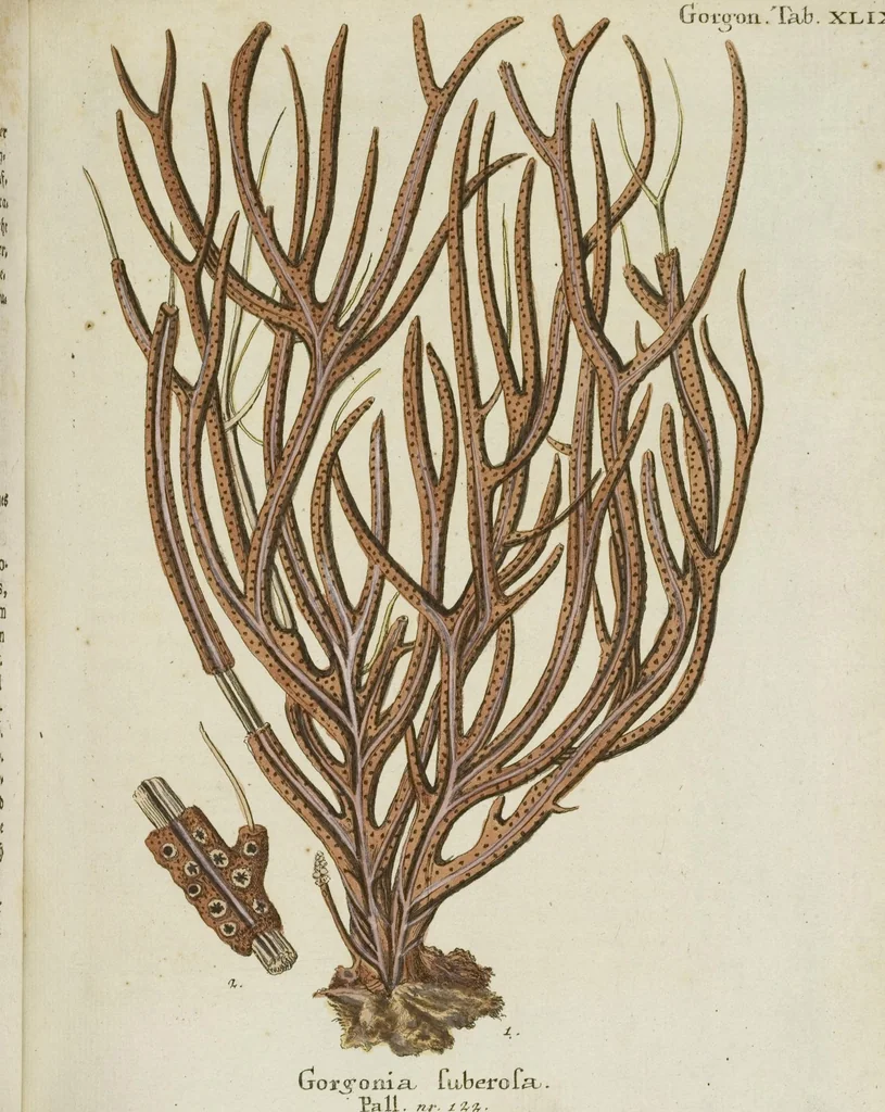An illustration from (Fortsetzung Band 1): Fortsetzungen der Pflanzenthiere: Mit hundert und sechs illuminirten Kupfertafeln, 1797, leaf 257